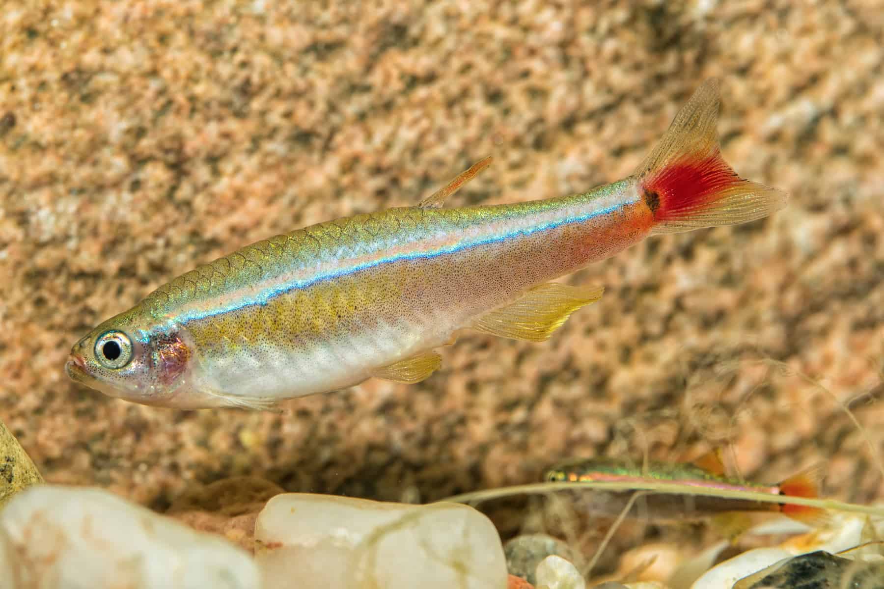 Caresheet: White Cloud Mountain Minnow