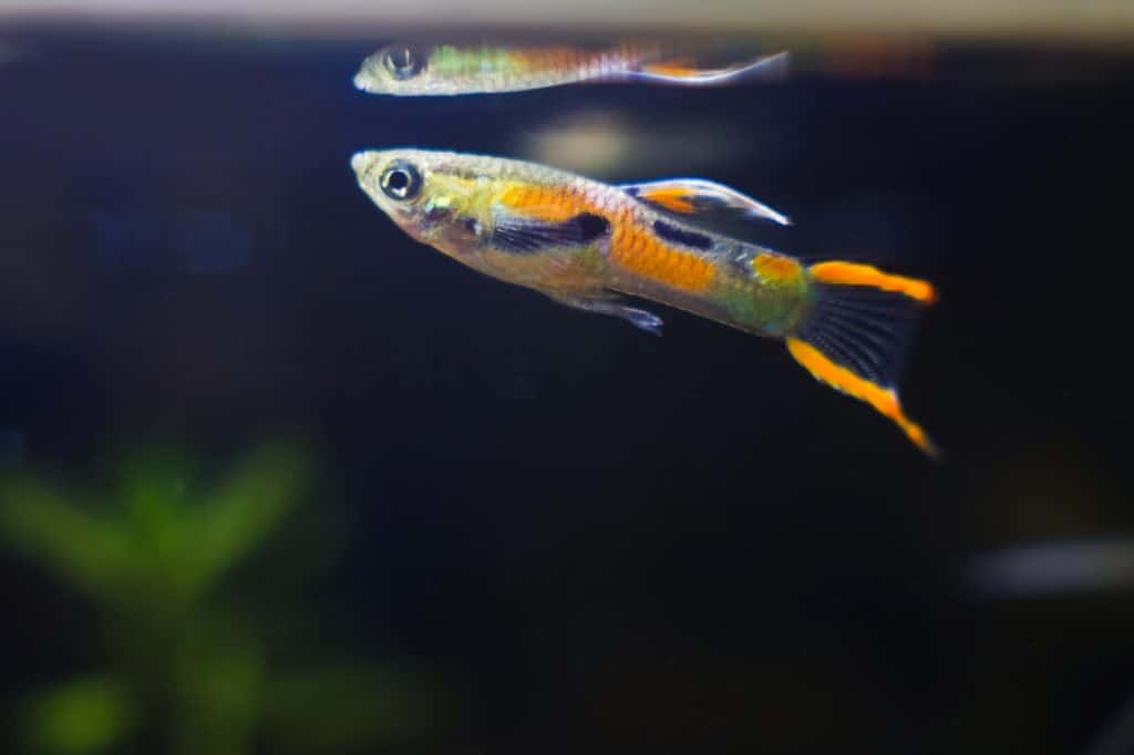 How to Care for Bright Colored Endlers Livebearers
