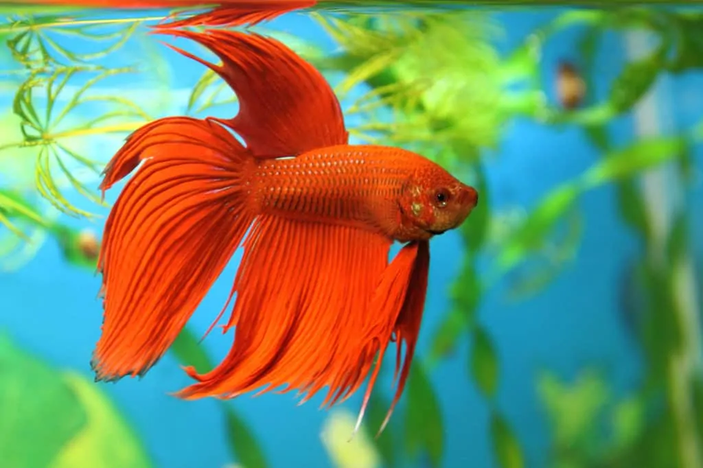 The Need to Know's of a King Betta