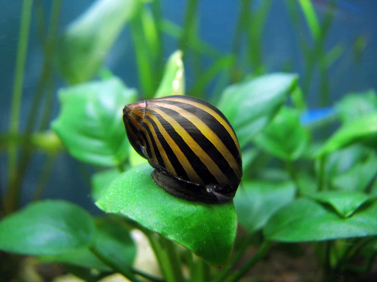 Nerite Snails