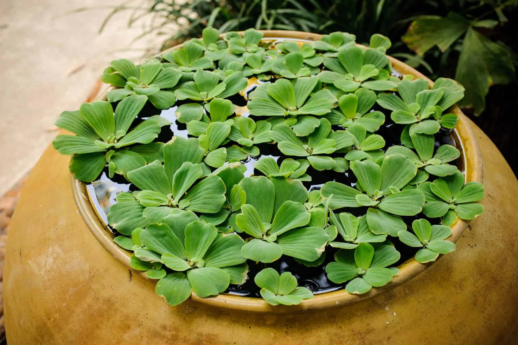Caring for Dwarf Water Lettuce: lighting, humidity, and supplements