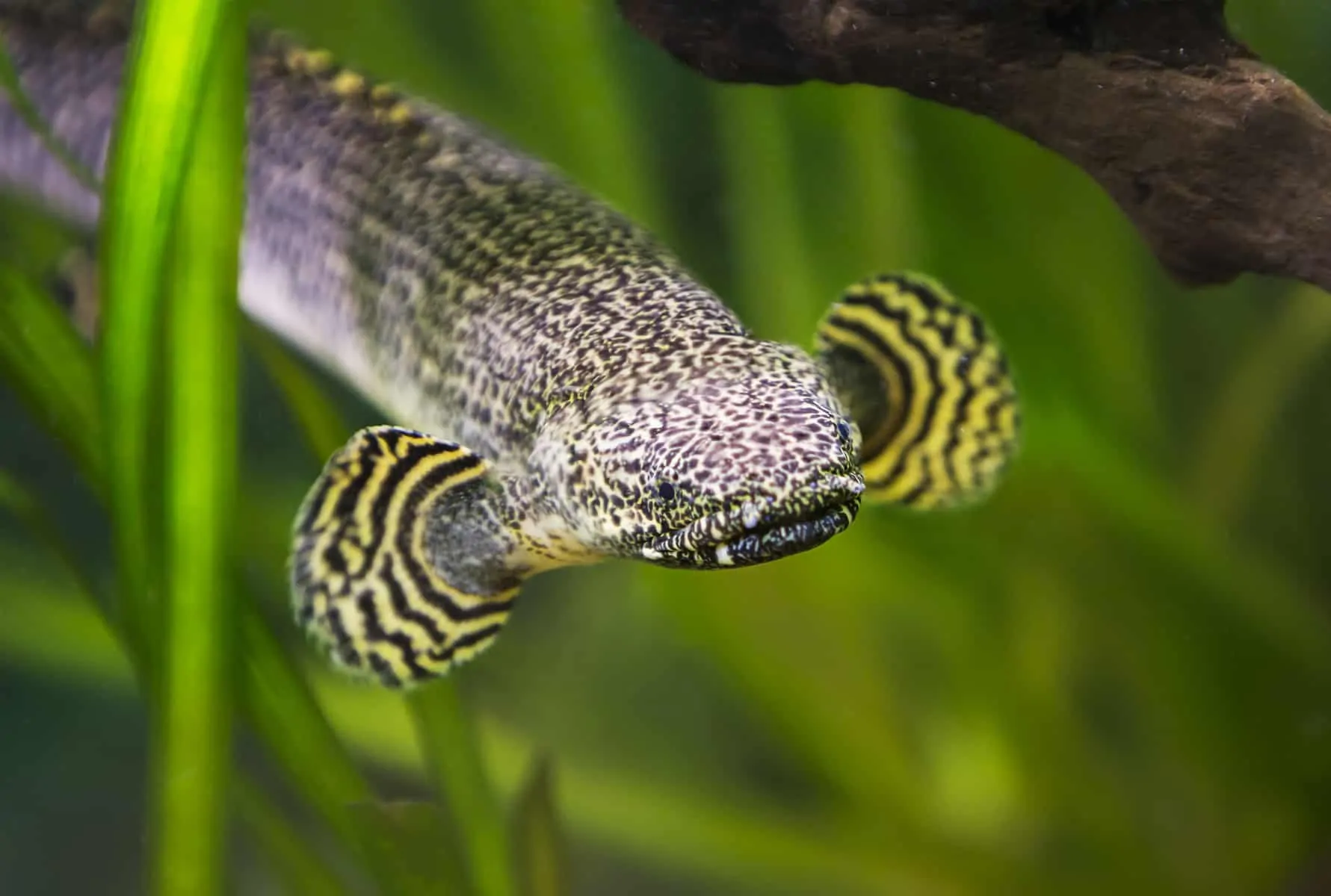 Ornate Bichir: The Complete Care Guide