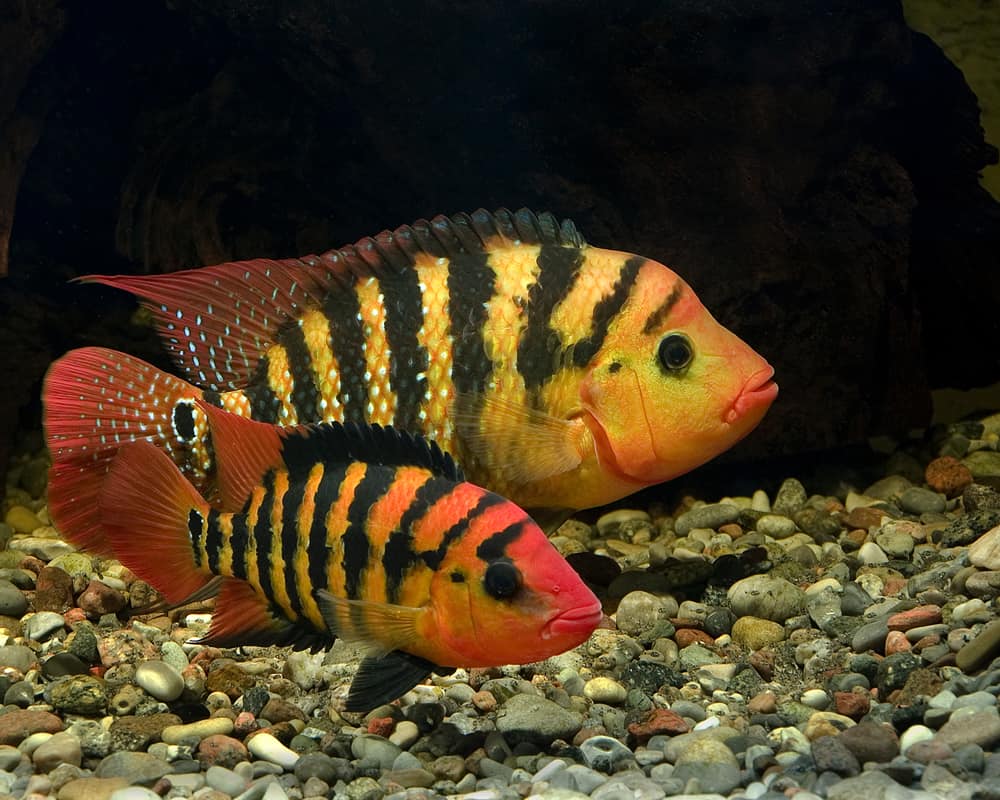 Konečný Průvodce Péče pro Rudý Teror Cichlid