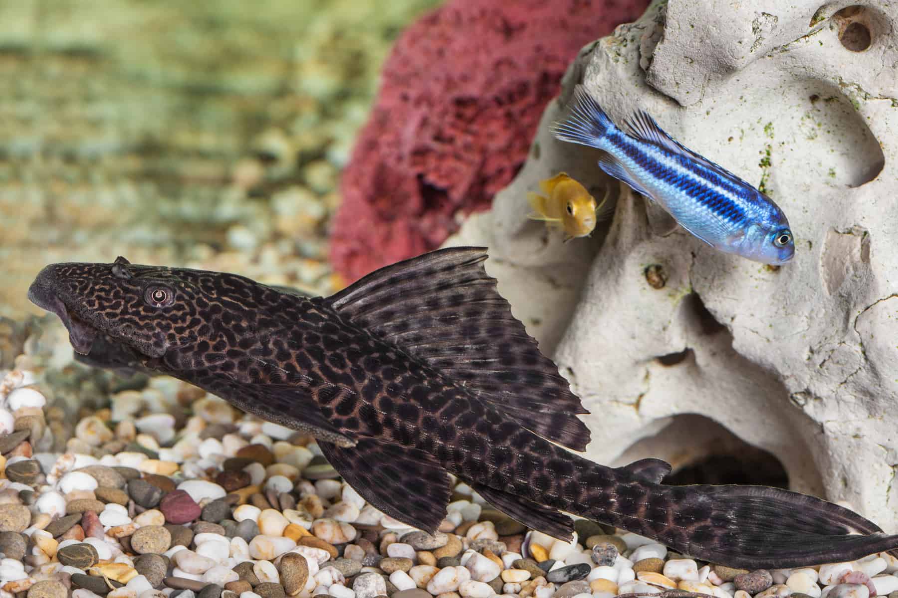 How To Best Care For A Rubber Lip Pleco