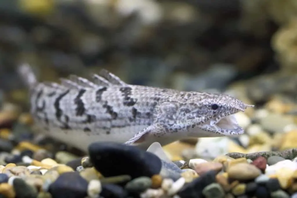 How To Best Care For A Senegal Bichir: Diet, Size, and More