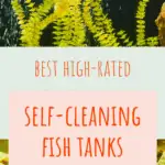 Self Cleaning Fish Tanks