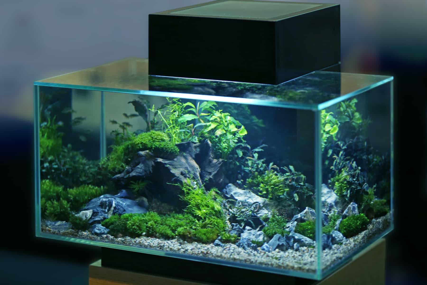 sump filter for freshwater aquarium