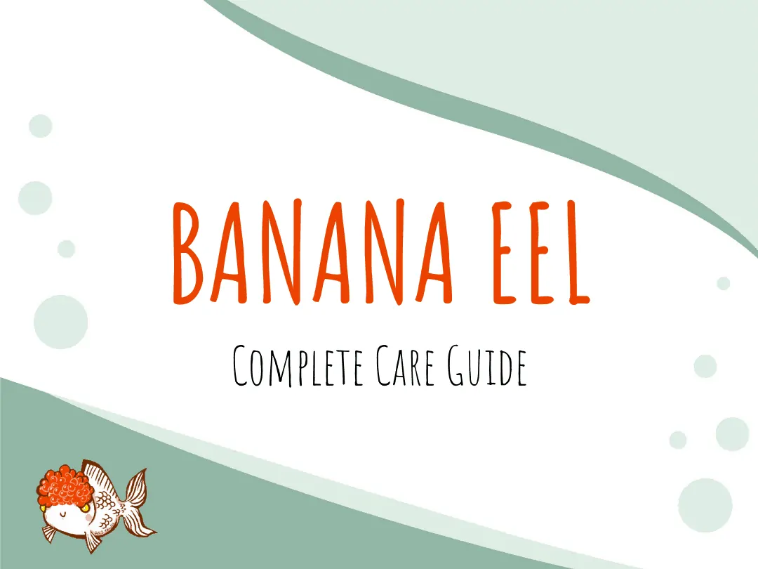 Ultimate Care Tips For Banana Eels