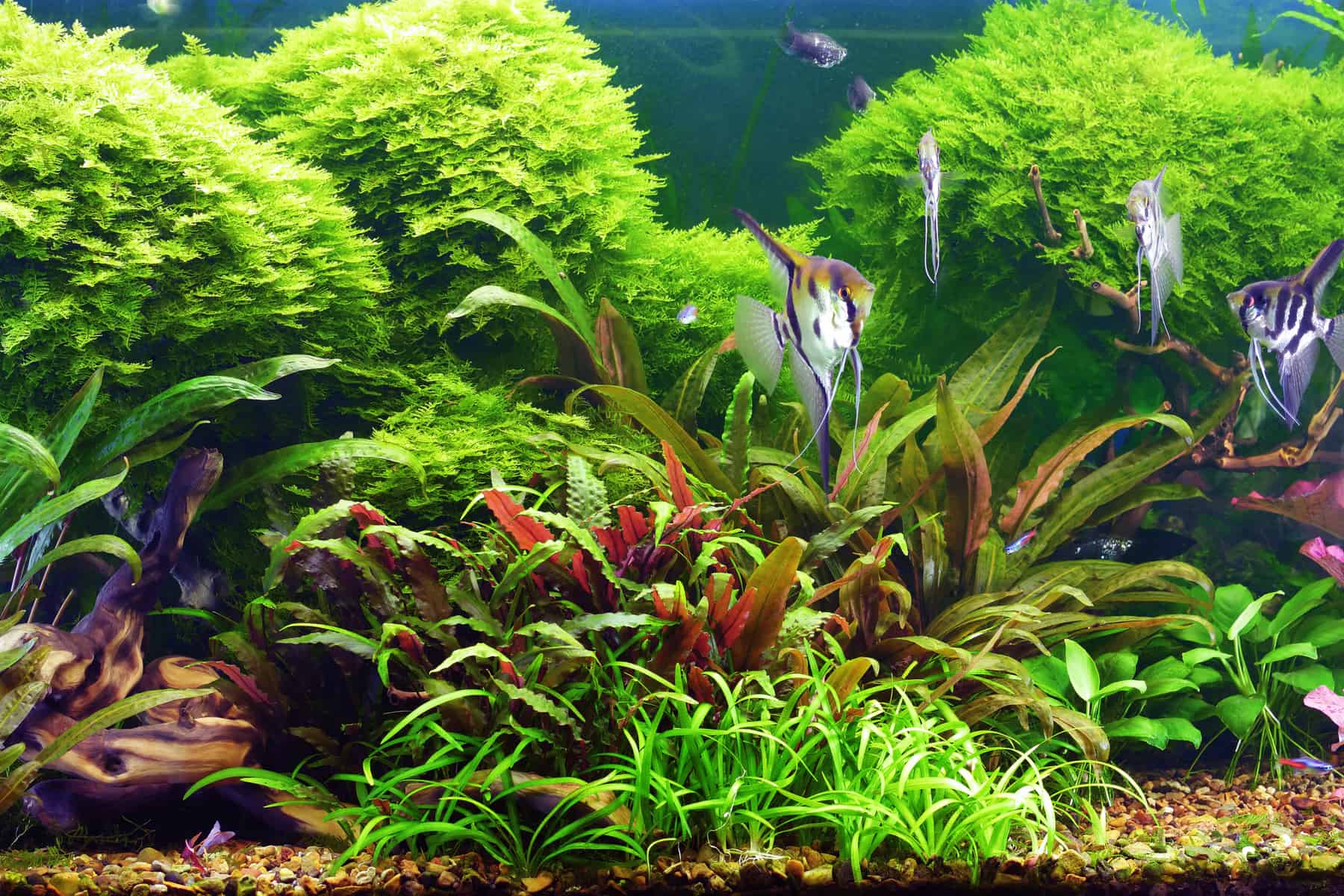 Jungle Val: planta acuática de agua dulce para todos los peces