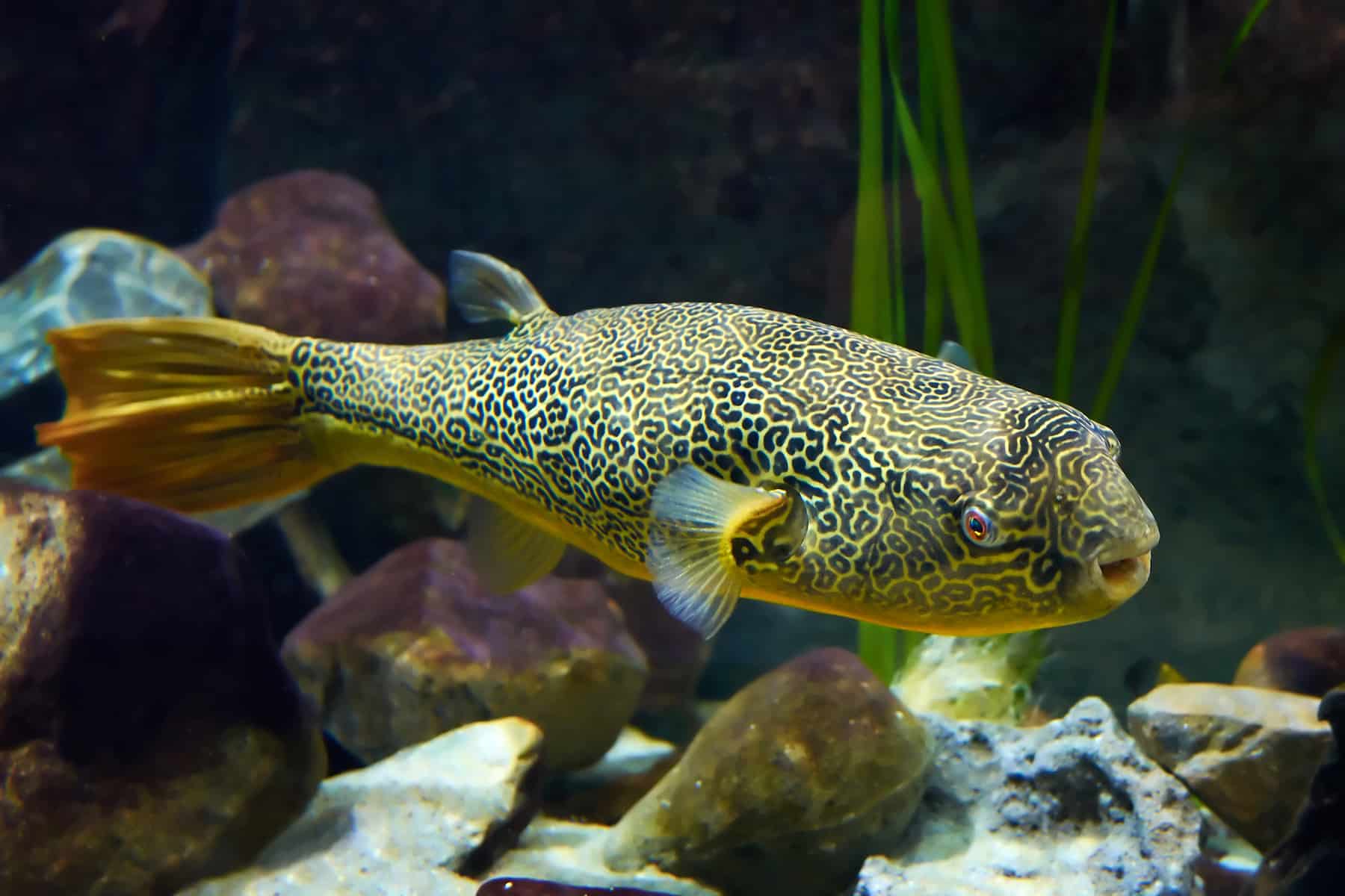 freshwater giant puffer