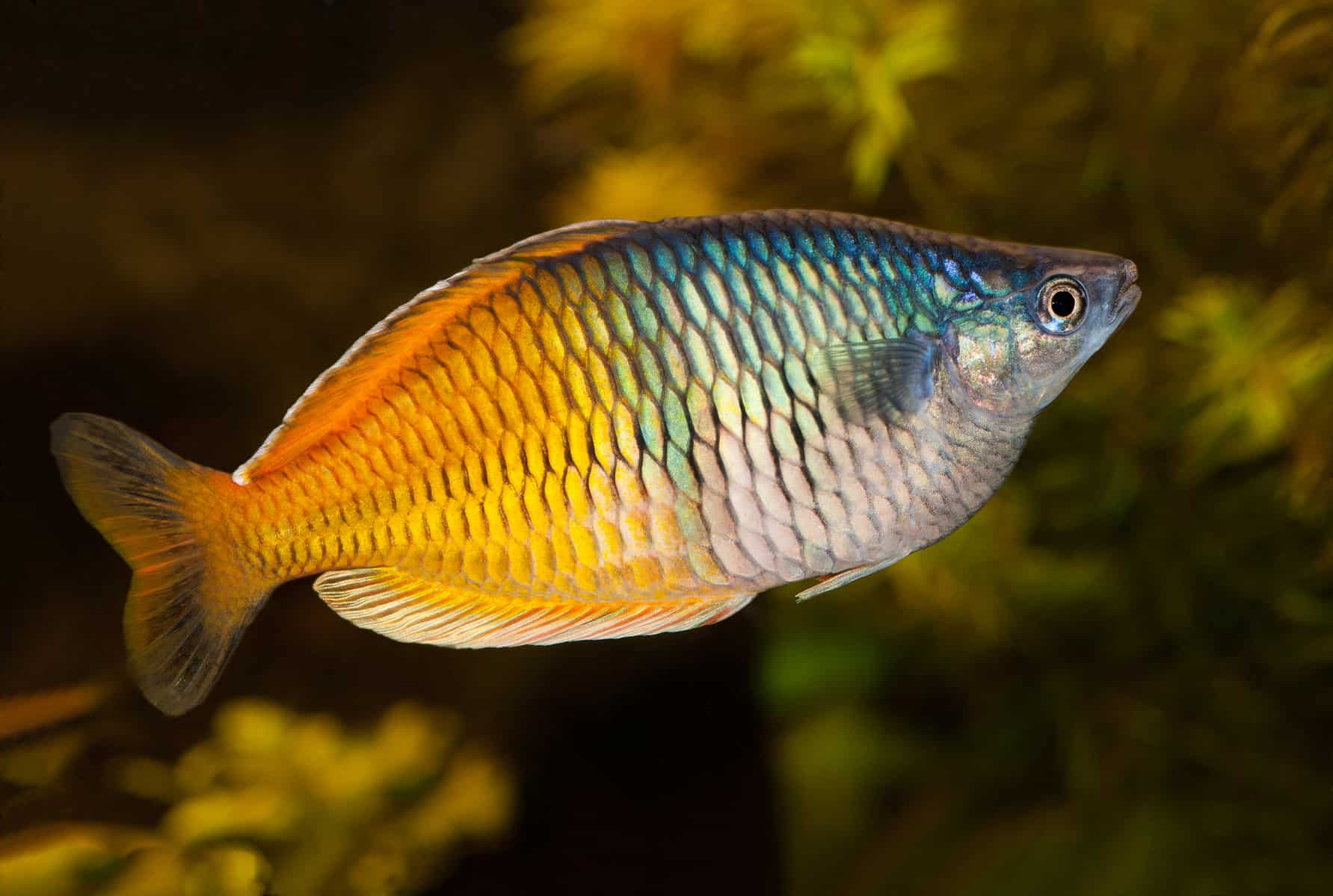 How To Spice Up An Aquarium With Australian Rainbowfish