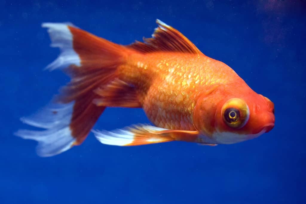 Best Way To Care For A Telescope Goldfish