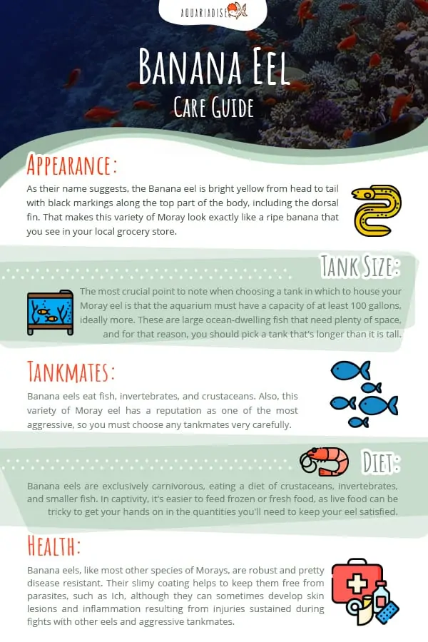 Banana Eel Care Guide