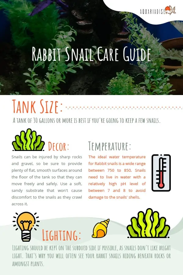 Rabbit Snail Care Guide