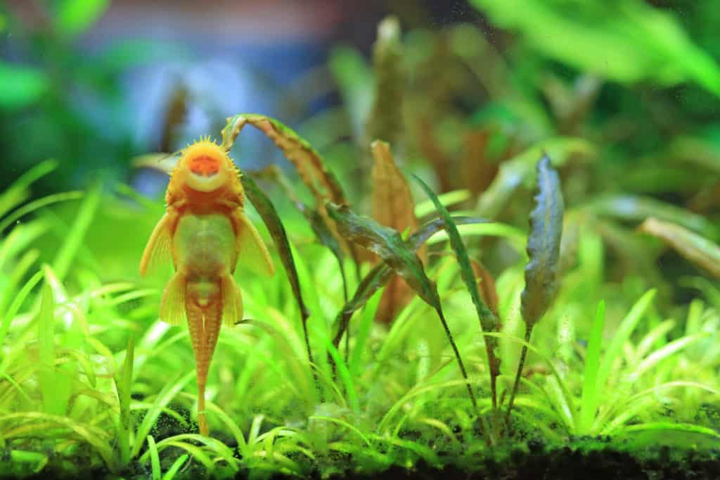 Albino Bristlenose Pleco: How To Care For This South American Species