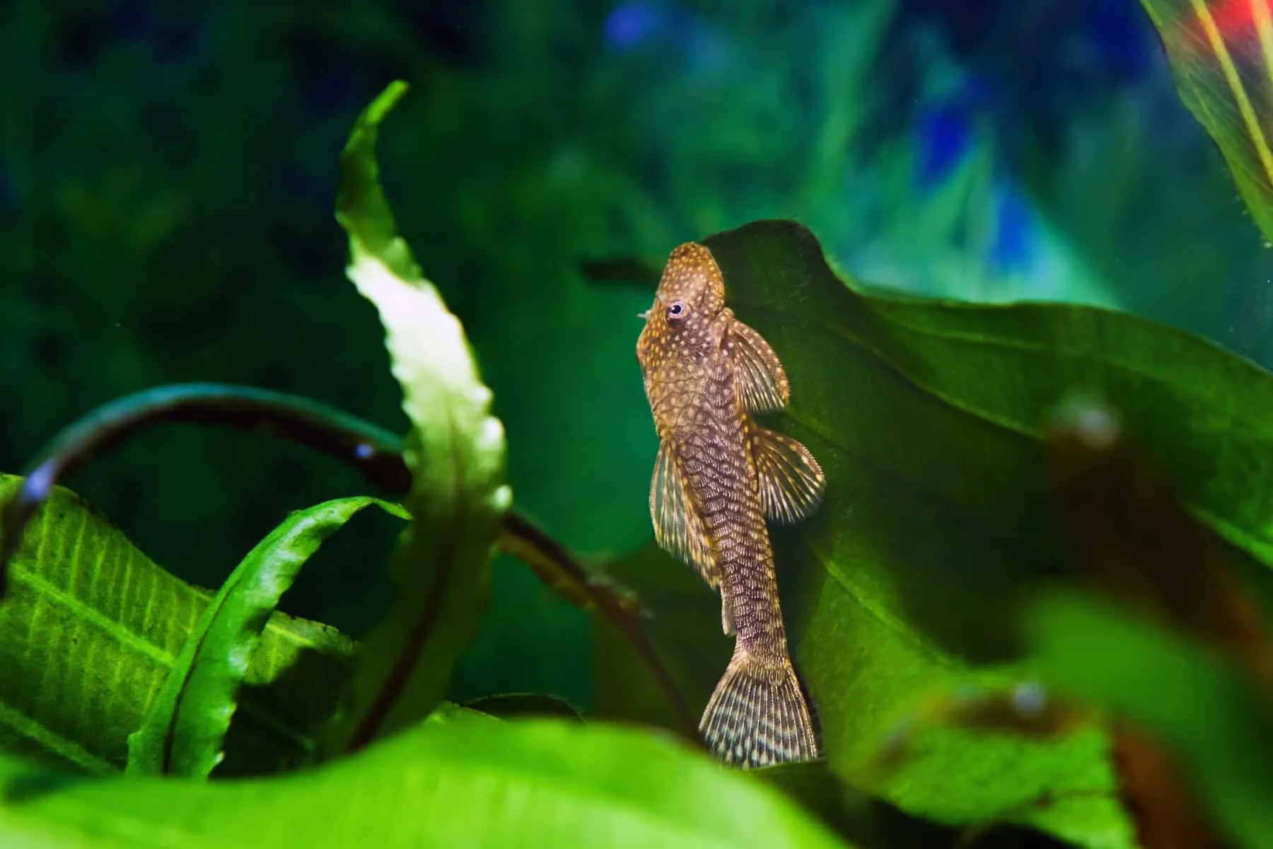 Albino Bristlenose