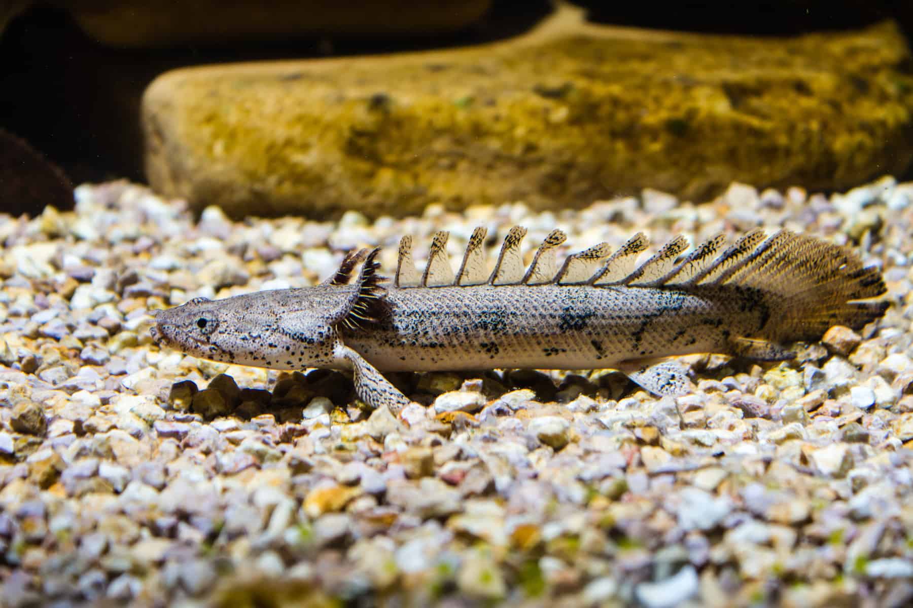 Care Sheet: Dinosaur Bichir | Polypterus senegalus