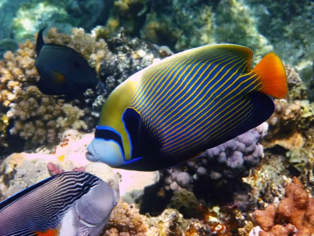 Care Sheet: Emperor Angelfish | Pomacanthus imperator