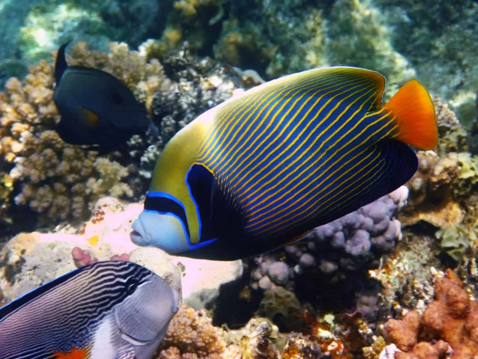 Emperor Angelfish