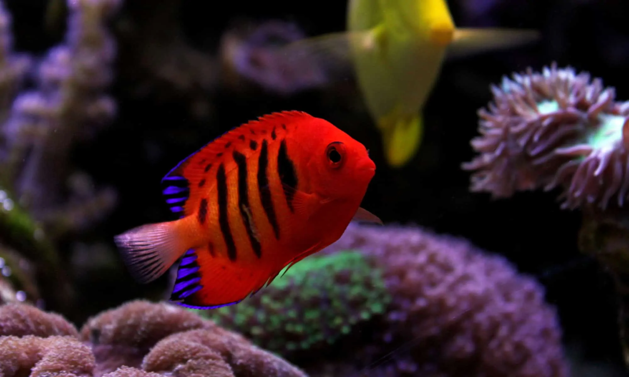 Flame Angelfish