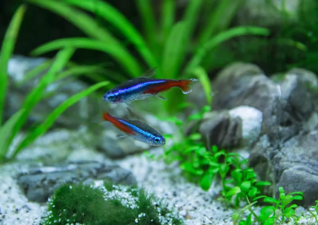 Green Neon Tetra: Guide To Caring For The Peaceful Fish