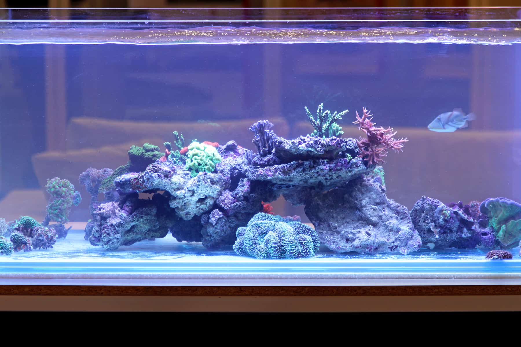 90-gallon tank