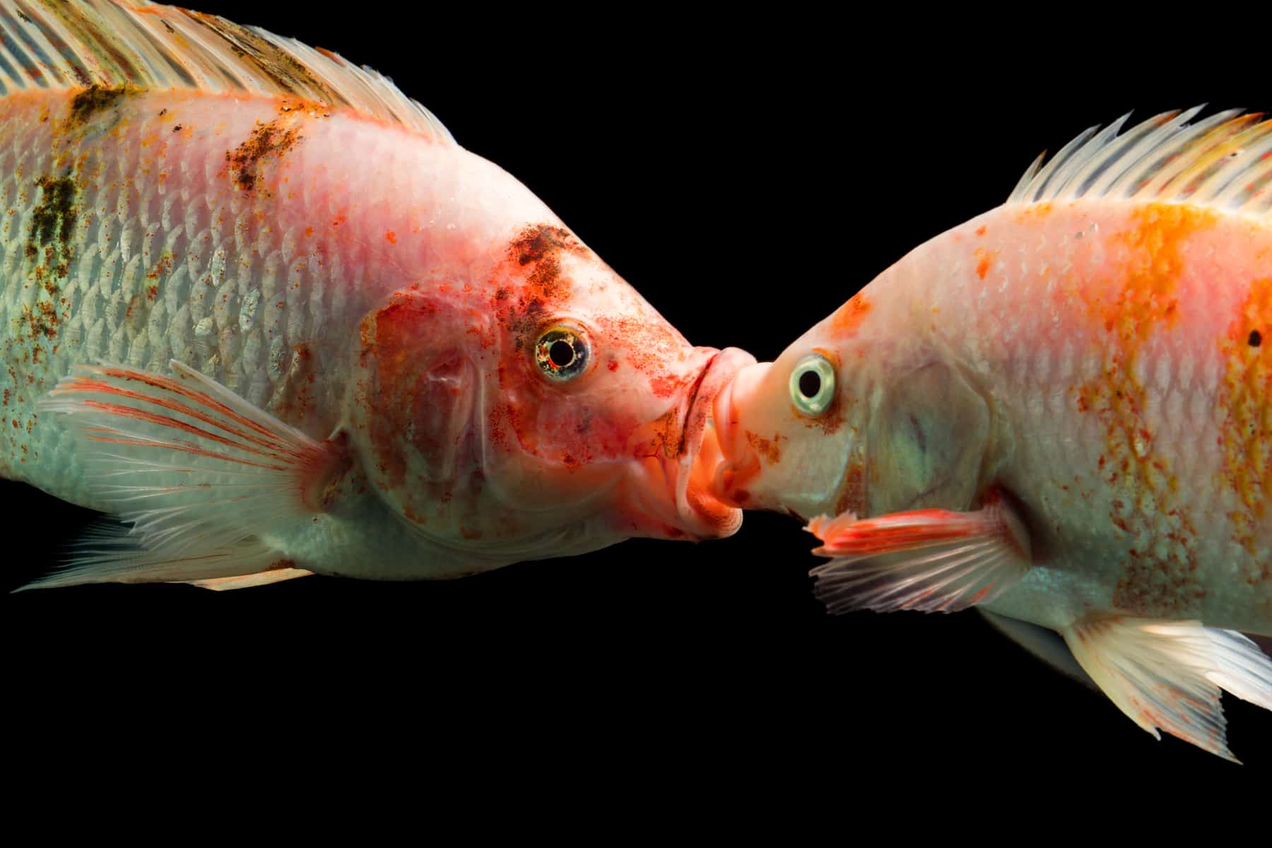 How Do Fish Mate: Mating Age, Seasons, And More - Aquariadise