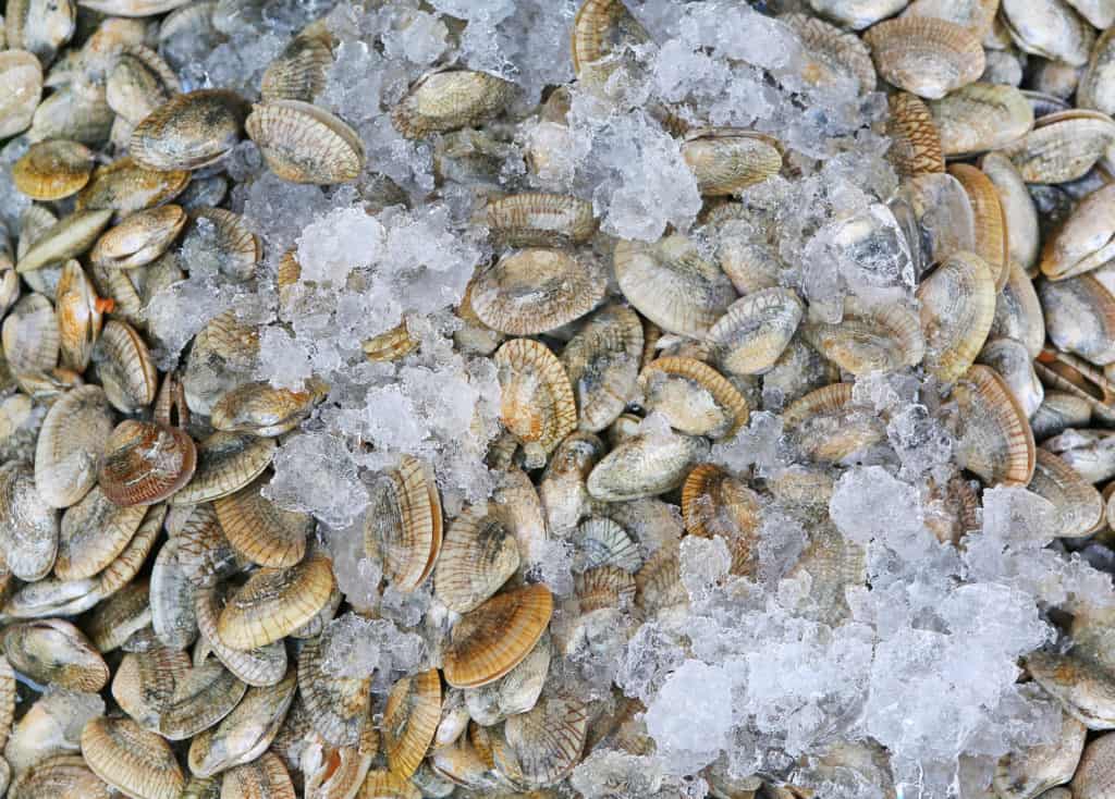Freshwater clams and mussels