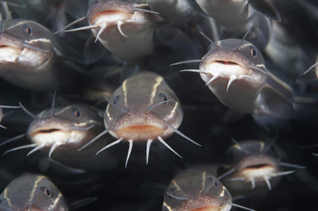 Raphael Catfish Care Guide For The Striped Catfish Aquariadise