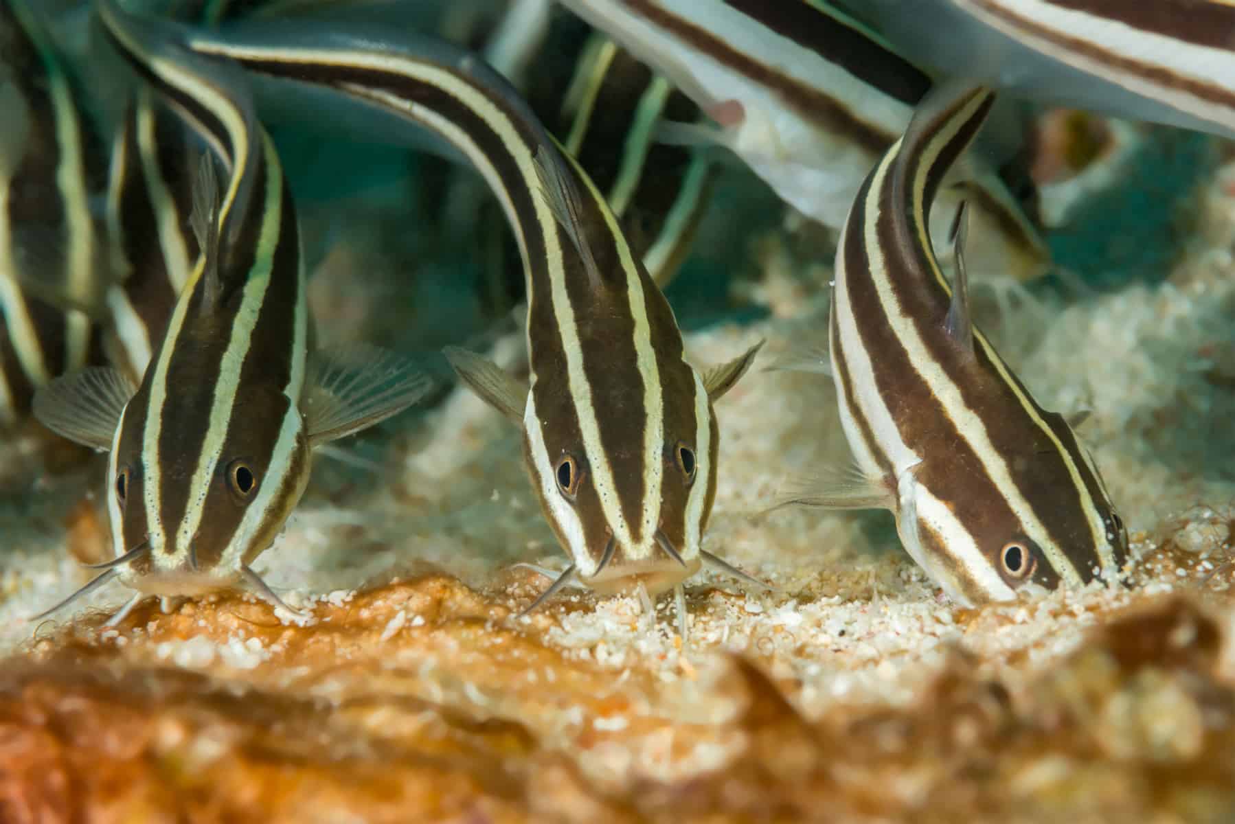 Raphael Catfish: Care Guide For The Striped Catfish - Aquariadise