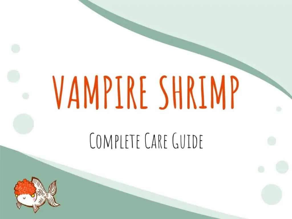 Vampire Shrimp Care Guide