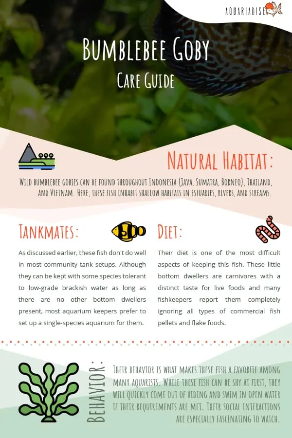 Bumblebee Goby Infographic