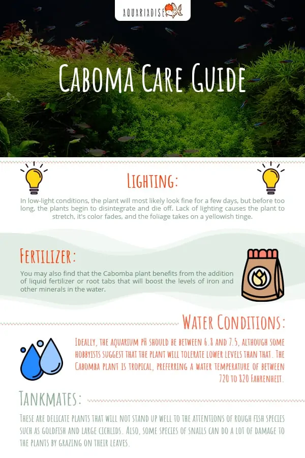 Caboma Care Guide