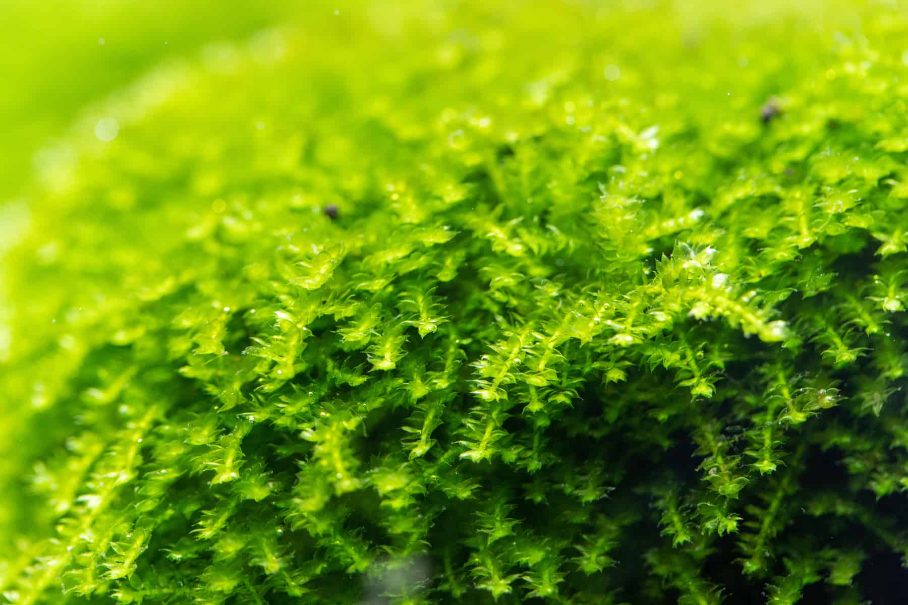 Christmas Moss – Vesicularia Montagnei