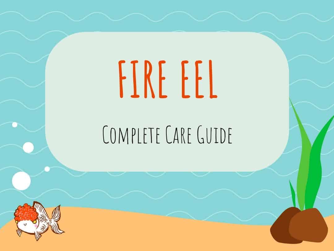 Fire Eel (Mastacembelus erythrotaenia) Care Guide - Aquariadise