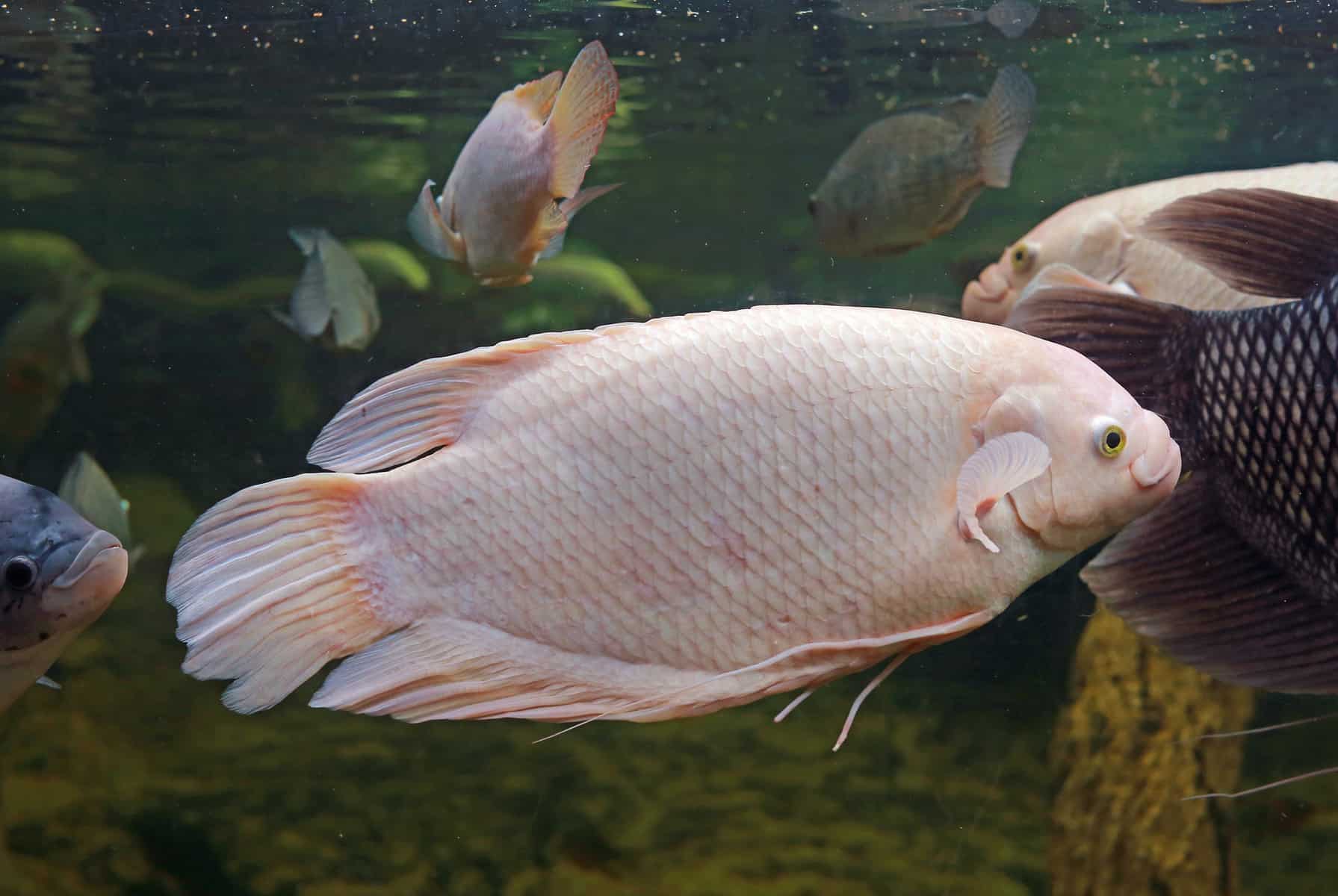 Giant Gourami Care Guide