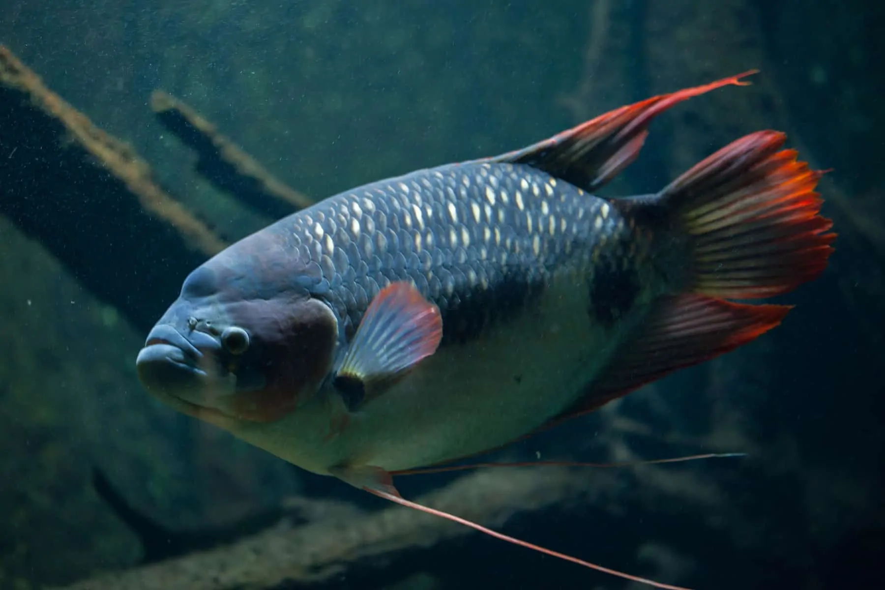 Giant Gourami