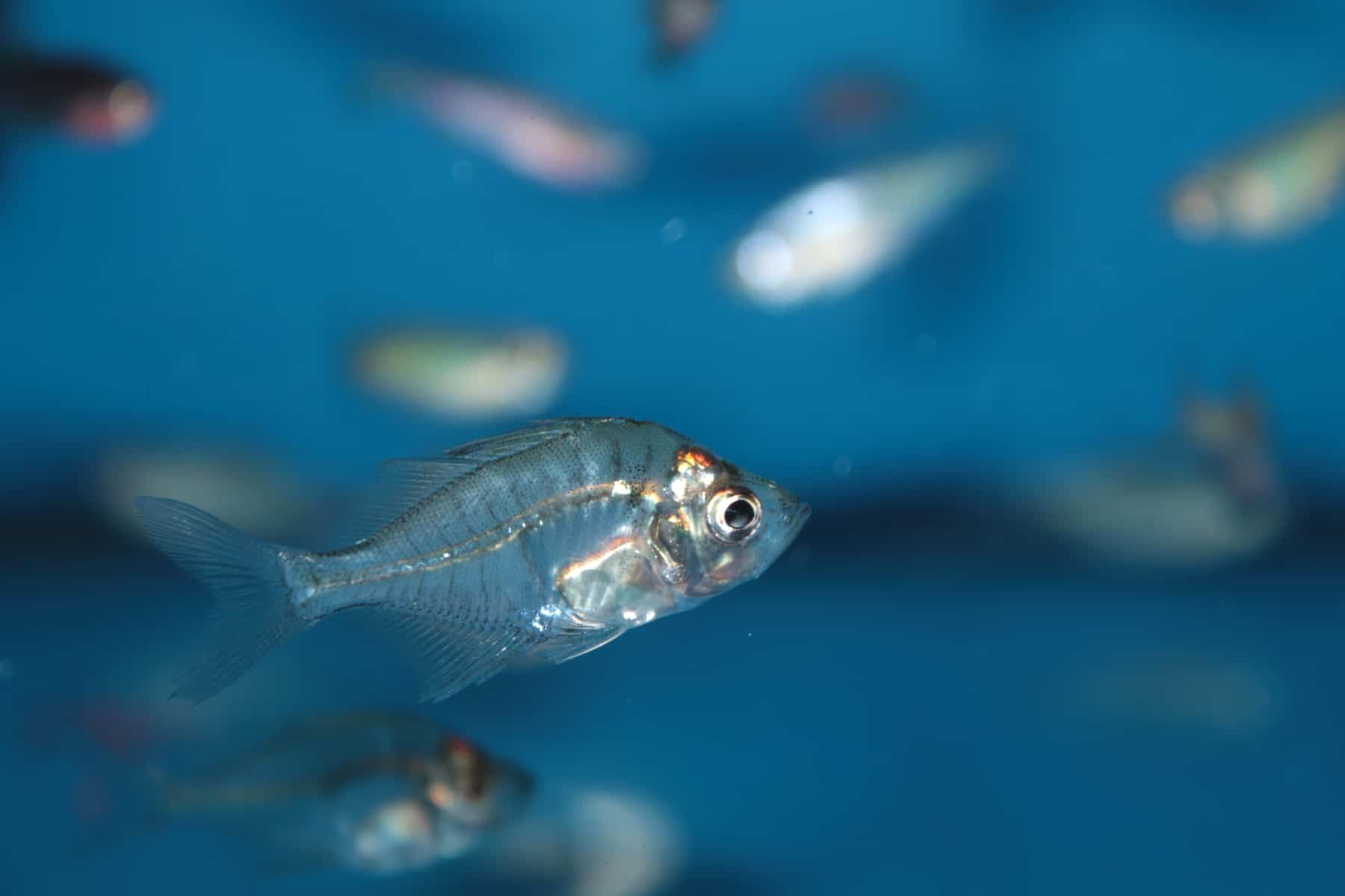 Glass Fish Care Guide
