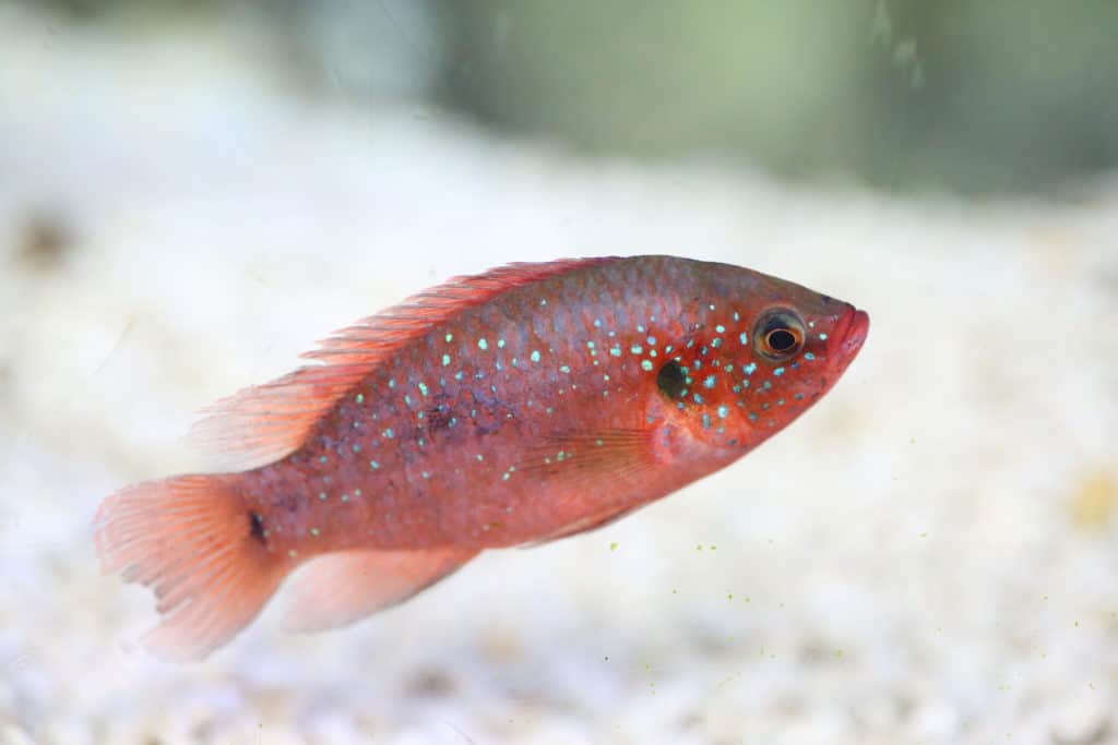 Jewel Cichlid (Hemichromis bimaculatus) Care Sheet Aquariadise