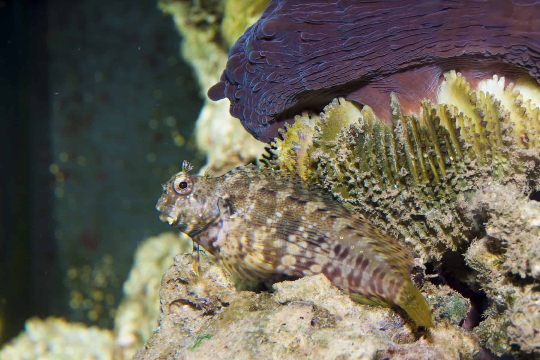Lawnmower Blenny Care Guide