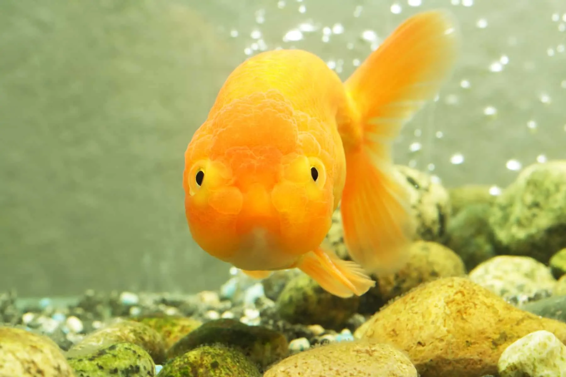 lionhead goldfish