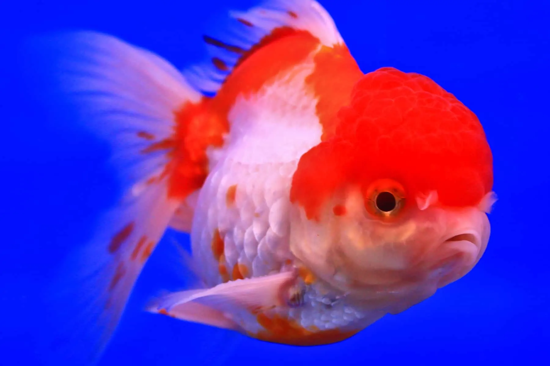 lionhead goldfish