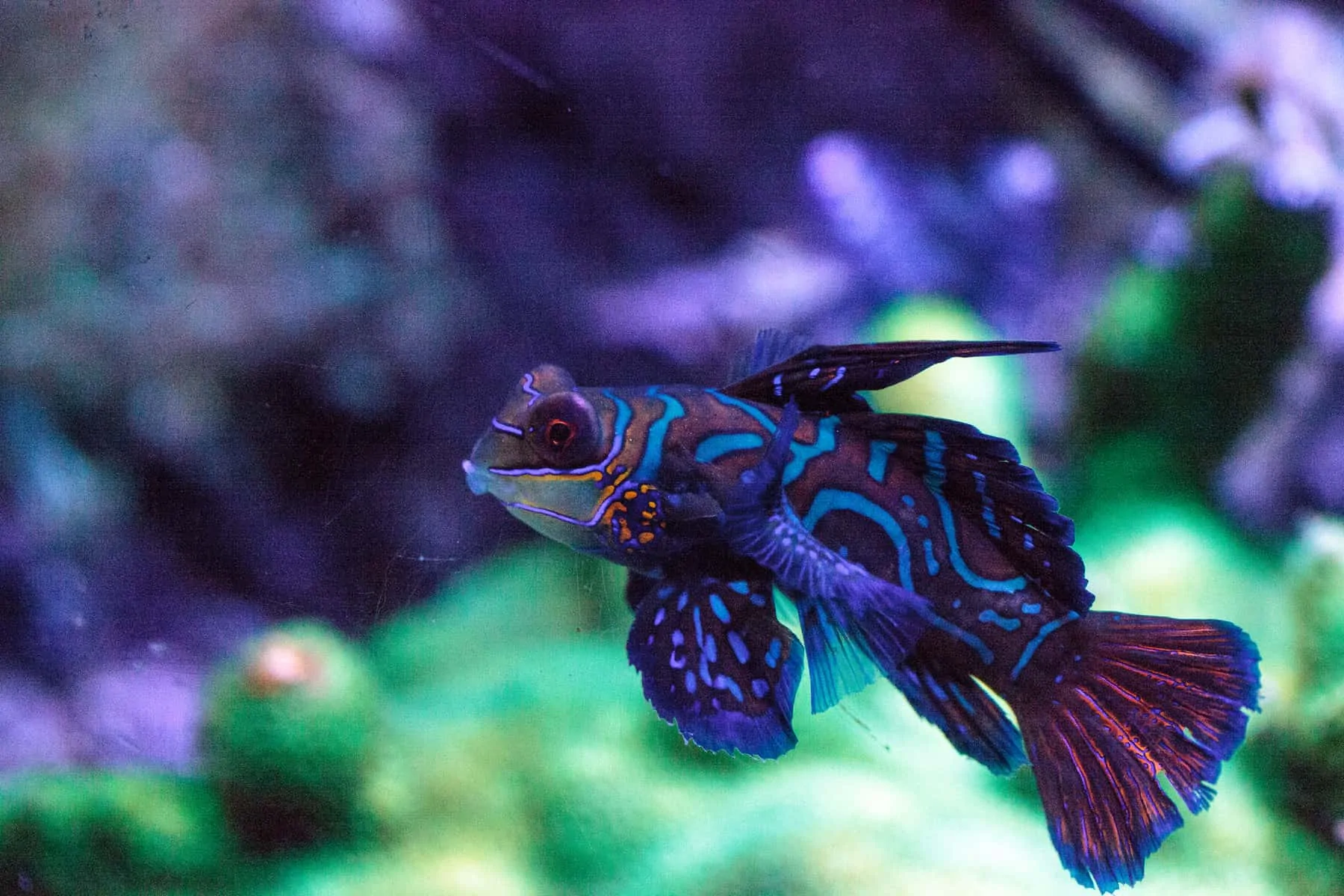 Mandarin Goby Synchiropus splendidus Full Caresheet Aquariadise