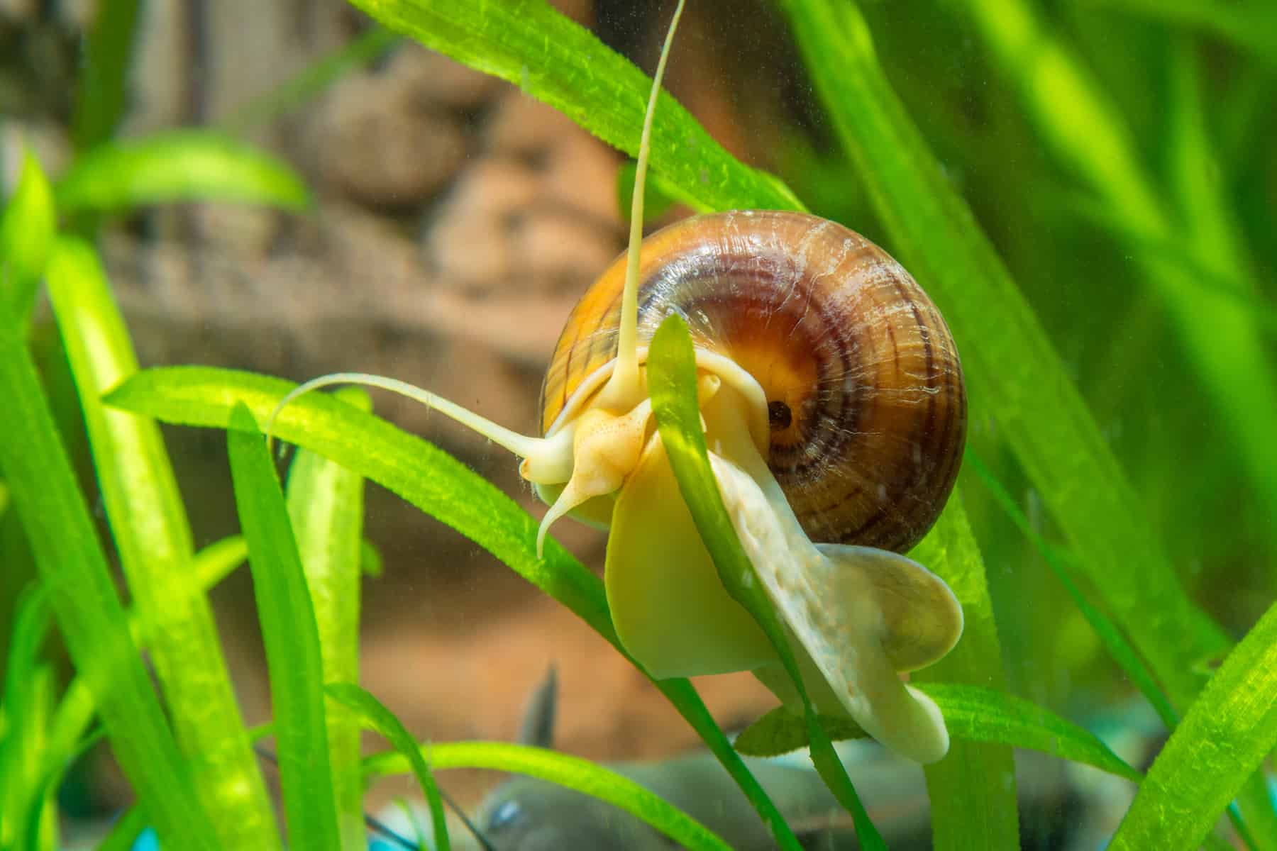 Live Freshwater Snail Plants Pomacea Bridgesii Gold Mystery Snails x3 