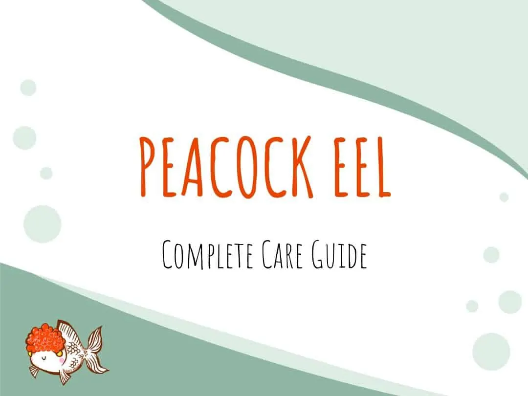 Peacock Eel Care Guide