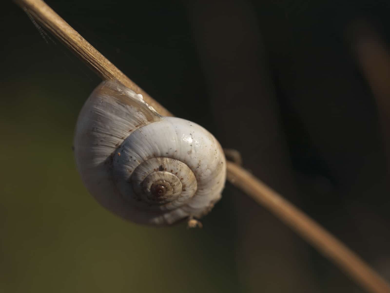 Ramshorn Snail Care Guide