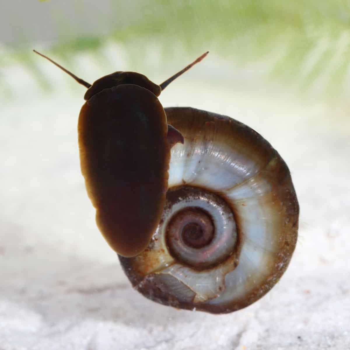 Ramshorn Snail