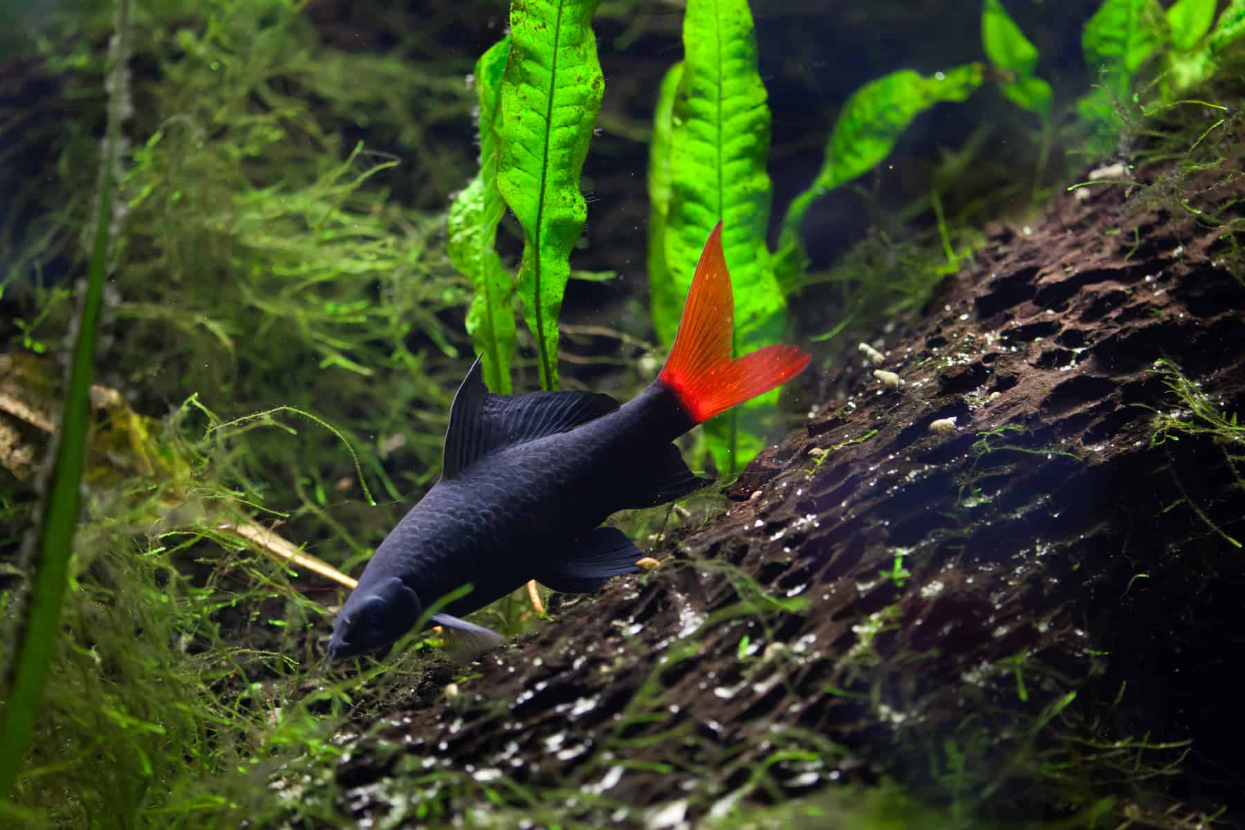 Red Tail Shark