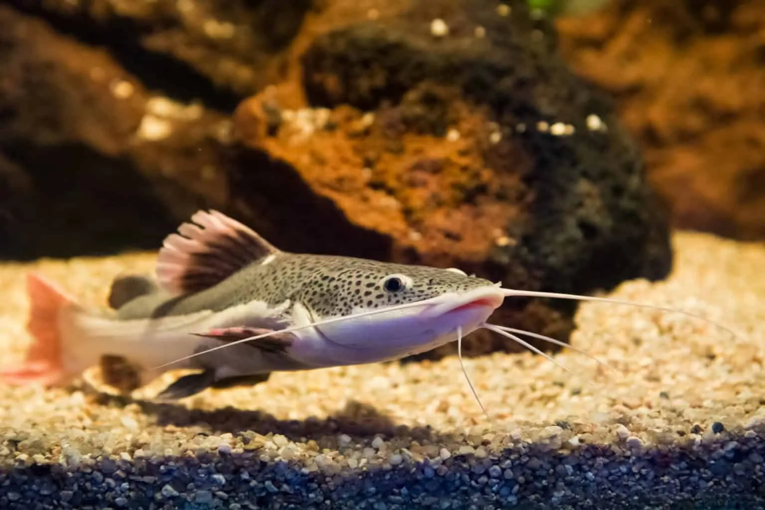 Redtail Catfish Size