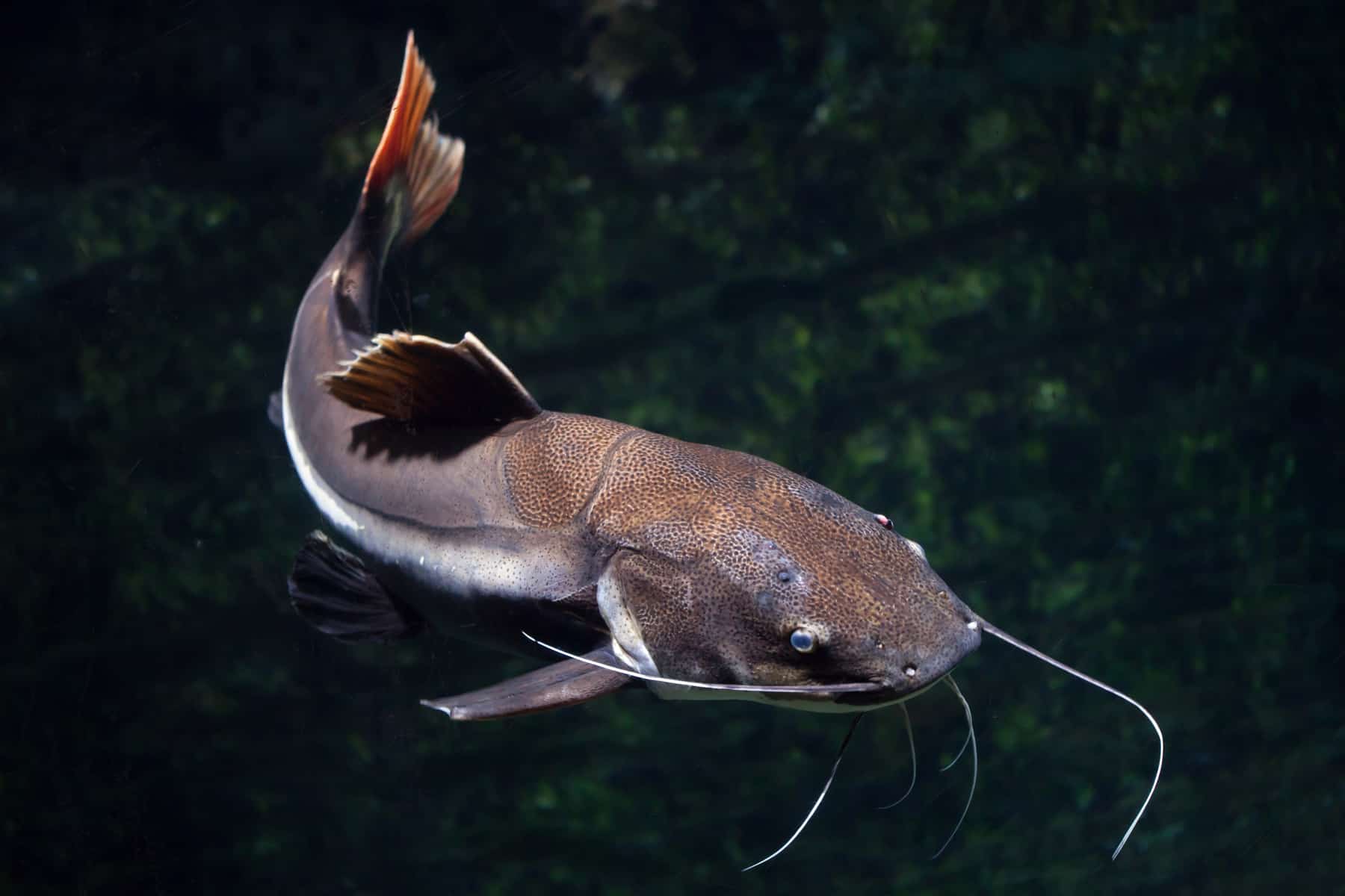 Redtail Catfish